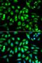 Muscarinic acetylcholine receptor M2 antibody, orb48330, Biorbyt, Immunofluorescence image 
