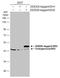 Isocitrate Dehydrogenase (NADP(+)) 2, Mitochondrial antibody, GTX133078, GeneTex, Western Blot image 