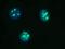 Poly(A)-Specific Ribonuclease antibody, M01501, Boster Biological Technology, Immunofluorescence image 