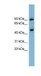 WD Repeat Domain, Phosphoinositide Interacting 1 antibody, NBP1-56874, Novus Biologicals, Western Blot image 