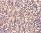 Caspase 4 antibody, NBP1-77208, Novus Biologicals, Immunohistochemistry paraffin image 