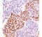 Phosphotyrosine antibody, 33-259, ProSci, Western Blot image 