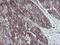Neuroplastin antibody, NBP2-01793, Novus Biologicals, Immunohistochemistry frozen image 