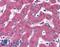  antibody, LS-B1796, Lifespan Biosciences, Immunohistochemistry paraffin image 