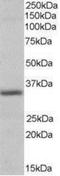 Pirin antibody, NB300-958, Novus Biologicals, Western Blot image 