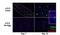 Forkhead Box L2 antibody, ab5096, Abcam, Immunohistochemistry paraffin image 