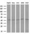 Fos Proto-Oncogene, AP-1 Transcription Factor Subunit antibody, LS-C791048, Lifespan Biosciences, Western Blot image 