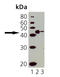 CD40 Molecule antibody, ADI-CSS-180-D, Enzo Life Sciences, Western Blot image 
