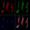 RNA Binding Motif Single Stranded Interacting Protein 3 antibody, GTX00791, GeneTex, Immunocytochemistry image 