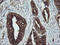 Tubulin Alpha 8 antibody, GTX83462, GeneTex, Immunohistochemistry paraffin image 