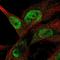 Ankyrin Repeat Domain 42 antibody, PA5-58984, Invitrogen Antibodies, Immunofluorescence image 