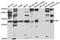 PNPH antibody, A5778, ABclonal Technology, Western Blot image 