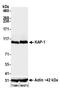 KAP-1 antibody, A700-014, Bethyl Labs, Western Blot image 