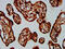 G Protein Subunit Alpha 12 antibody, CSB-PA009584LA01HU, Cusabio, Immunohistochemistry paraffin image 