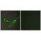 Intestinal Cell Kinase antibody, A06270, Boster Biological Technology, Immunofluorescence image 
