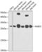 RAB23, Member RAS Oncogene Family antibody, 23-325, ProSci, Western Blot image 