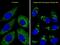 Autophagy Related 4D Cysteine Peptidase antibody, MA5-18110, Invitrogen Antibodies, Immunofluorescence image 