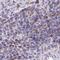 Phospholipase A2 Group XIIB antibody, HPA059562, Atlas Antibodies, Immunohistochemistry paraffin image 