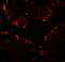 CF Transmembrane Conductance Regulator antibody, A00028, Boster Biological Technology, Immunofluorescence image 