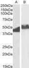 Kallikrein Related Peptidase 6 antibody, 43-453, ProSci, Immunohistochemistry frozen image 