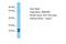 Transmembrane Protein 39B antibody, A16469, Boster Biological Technology, Western Blot image 