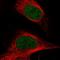 SET1 antibody, HPA042289, Atlas Antibodies, Immunofluorescence image 