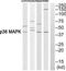p38 antibody, TA326212, Origene, Western Blot image 
