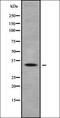 Insulin Induced Gene 2 antibody, orb337786, Biorbyt, Western Blot image 