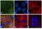 Protein Kinase C Alpha antibody, 44-962G, Invitrogen Antibodies, Immunofluorescence image 