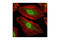 Nuclear Transport Factor 2 antibody, 3053S, Cell Signaling Technology, Immunofluorescence image 