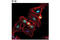 KI-67 antibody, 9129S, Cell Signaling Technology, Immunofluorescence image 