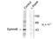 EPH Receptor B2 antibody, TA309117, Origene, Western Blot image 