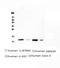 Cystatin B antibody, MA5-27873, Invitrogen Antibodies, Western Blot image 