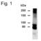 Dipeptidyl Peptidase Like 10 antibody, PA1-4385, Invitrogen Antibodies, Western Blot image 