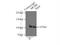 Minichromosome Maintenance Complex Component 6 antibody, 13347-2-AP, Proteintech Group, Immunoprecipitation image 