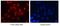 Egl-9 Family Hypoxia Inducible Factor 1 antibody, NB100-137, Novus Biologicals, Immunofluorescence image 