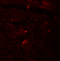 Coiled-Coil Domain Containing 47 antibody, 5509, ProSci, Immunofluorescence image 