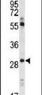 Claudin 1 antibody, PA5-13332, Invitrogen Antibodies, Western Blot image 