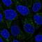 Transmembrane Protein 40 antibody, NBP1-92521, Novus Biologicals, Immunofluorescence image 