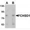 FCH And Double SH3 Domains 1 antibody, MBS151083, MyBioSource, Western Blot image 