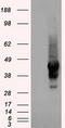 Alpha-1-antitrypsin antibody, CF500069, Origene, Western Blot image 