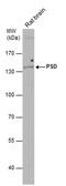 Pleckstrin And Sec7 Domain Containing antibody, PA5-31153, Invitrogen Antibodies, Western Blot image 