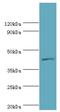 Interleukin 13 Receptor Subunit Alpha 2 antibody, LS-C377444, Lifespan Biosciences, Western Blot image 