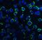 Dynein Axonemal Light Chain 1 antibody, NBP1-76932, Novus Biologicals, Immunofluorescence image 