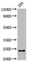 High Mobility Group Box 3 antibody, LS-C672204, Lifespan Biosciences, Western Blot image 