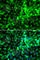 Eukaryotic translation initiation factor 2-alpha kinase 4 antibody, A7155, ABclonal Technology, Immunofluorescence image 