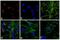 Rabbit IgG antibody, R-6394, Invitrogen Antibodies, Immunofluorescence image 