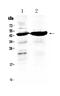 Tissue Factor Pathway Inhibitor antibody, A01052, Boster Biological Technology, Western Blot image 