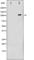 Histone Deacetylase 6 antibody, abx010927, Abbexa, Western Blot image 