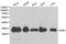 Emerin antibody, LS-C192382, Lifespan Biosciences, Western Blot image 